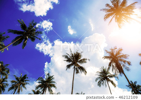 Palm tree at sunset. Palm tree at sunset. 46212109