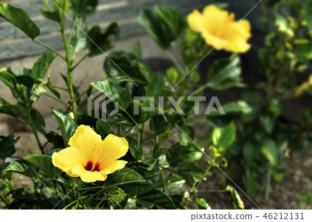 芙蓉花 芙蓉花 46212131