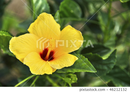 Yellow hibis Yellow hibis 46212132