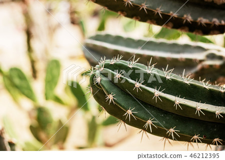 Cactus with the sunlight. Cactus with the sunlight. 46212395