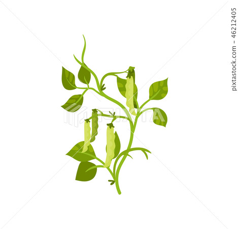 Flat vector icon of haricot bean with green pods and leaves. Leguminous plant. Agricultural crop Flat vector icon of haricot bean with green pods and leaves. Leguminous plant. Agricultural crop 46212405
