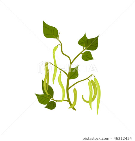 French green bean with long young pods and leaves. Leguminous plant. Agricultural crop. Flat vector French green bean with long young pods and leaves. Leguminous plant. Agricultural crop. Flat vector 46212434