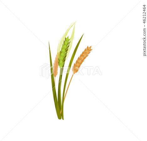 Dry and fresh spikelets of wheat. Grain culture. Cereal plant. Agricultural crop. Farming theme 46212464