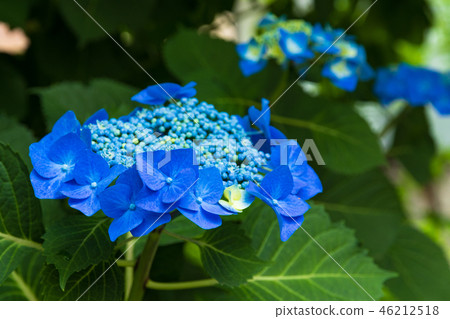 八仙花屬花可以風景 照片素材 圖片 圖庫