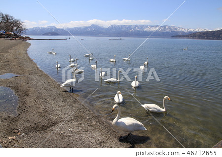 Lake Kussharo and Swan 46212655