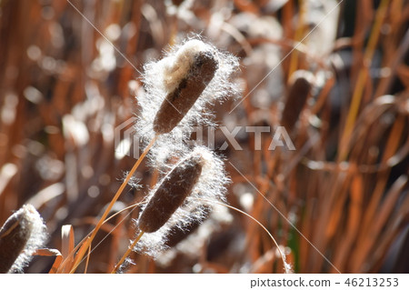 貓耳朵的剪影 貓耳朵的剪影 46213253