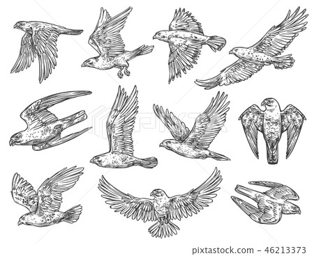 Birds of prey sketches. Eagle, falcon and hawk Birds of prey sketches. Eagle, falcon and hawk 46213373