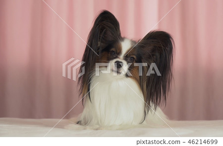 Beautiful dog Papillon lies on bed and looks around Beautiful dog Papillon lies on bed and looks around 46214699