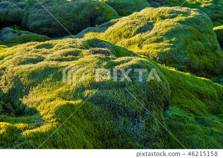 Eldhraun lava field background, Iceland 46215158