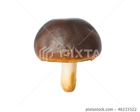 Mushroom 46215522