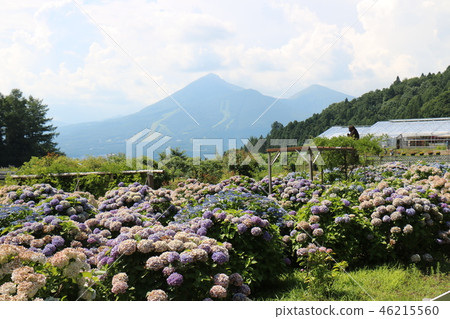 Bandai mountain in the summer 46215560