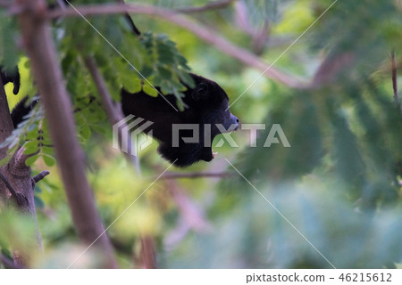 Large black Howler monkey in his rain forest home. Large black Howler monkey in his rain forest home. 46215612