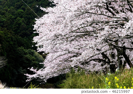 Impression of spring Impression of spring 46215997