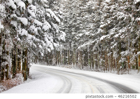 Snow covered Jeju Island Shahriani Forest road, Metashe choir 46216502