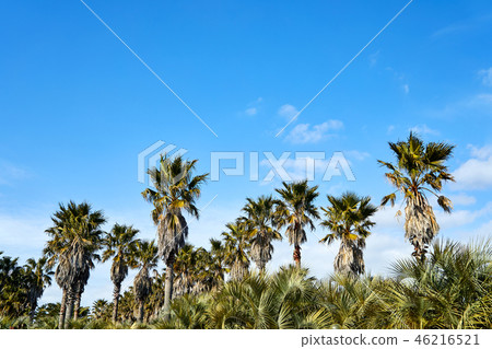 濟州藍天和棕櫚樹 濟州藍天和棕櫚樹 46216521