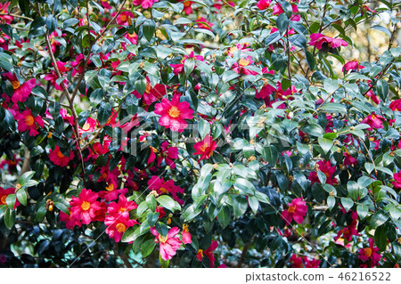 山茶花和山茶花 46216522