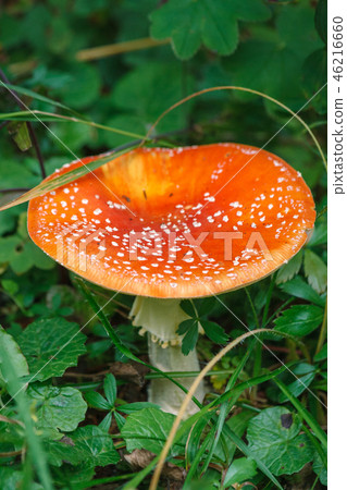 Red Toadstool in forest, Amanita muscaria. Red Toadstool in forest, Amanita muscaria. 46216660