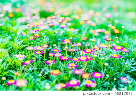 Flower arrangement ground-of-the-world grass overland many floating drifting wildflowers. 46217075