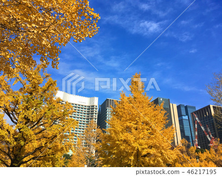 Yellow leaves of Otemachi 46217195