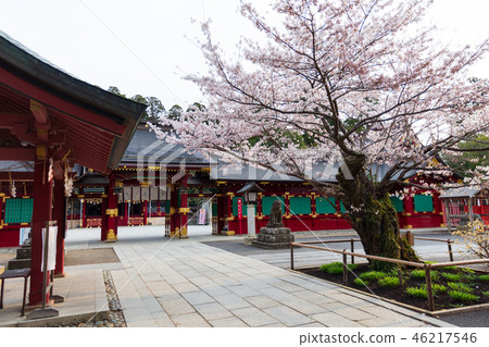 神社櫻花春天 46217546