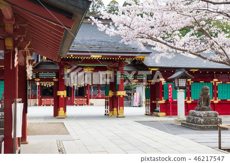 Shinto shrine cherry blossom spring Shinto shrine cherry blossom spring 46217547