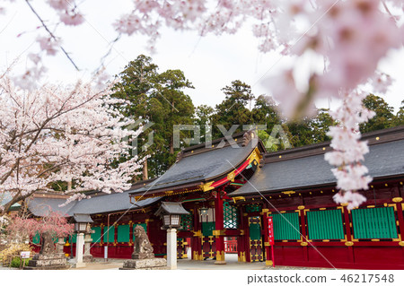 Shinto shrine cherry blossom spring Shinto shrine cherry blossom spring 46217548