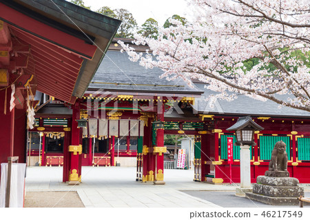 神社櫻花春天 神社櫻花春天 46217549
