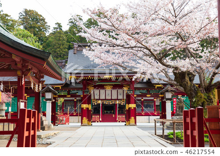 神社櫻花春天 神社櫻花春天 46217554