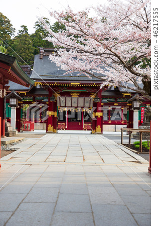 Shinto shrine cherry blossom spring Shinto shrine cherry blossom spring 46217555