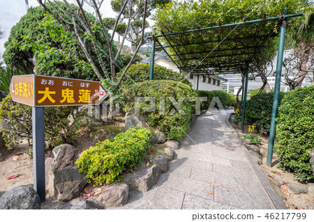 日本 海地獄 周邊 熱帶睡蓮 大鬼蓮 温泉 umi jigoku see hell lily 46217799