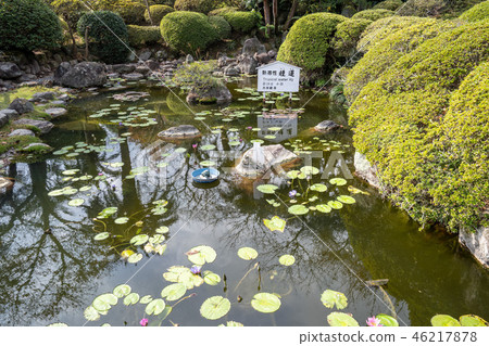  Japan sea hell around tropical water lily big ghost lotus hot spring umi jigoku see hell lily 46217878