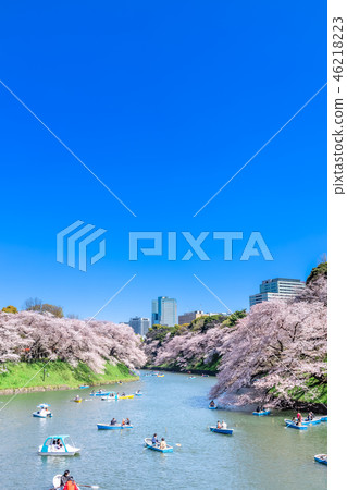 Cherry blossoms at Tokyo Chidorigafuchi 46218223