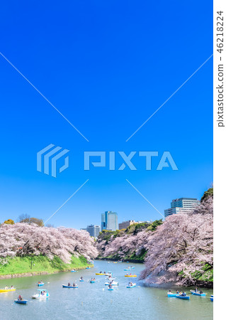 Cherry blossoms at Tokyo Chidorigafuchi Cherry blossoms at Tokyo Chidorigafuchi 46218224