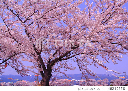 相川水邊公園（岐阜太郎町）盛開的櫻花和鯉魚旗的比賽 46219358
