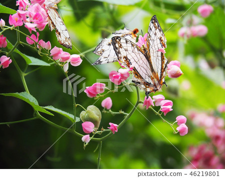 A butterfly 46219801