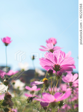 Taiwan, bayberry, grass flower, cosmos, flower season, sky, blue sky, sunny day, sunshine 46220368