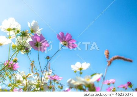 Taiwan, bayberry, grass flower, cosmos, flower season, sky, blue sky, sunny day, sunshine 46220375