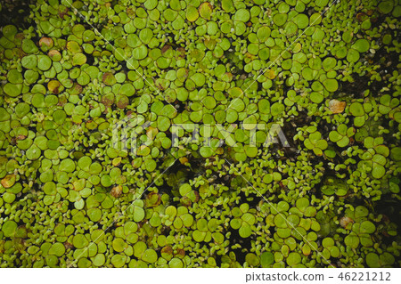 Algae flower smallest plant in the world Algae flower smallest plant in the world 46221212