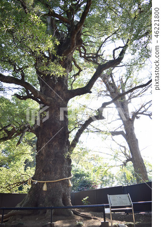 Tourist Attractions: Ueno Toshogu Shrine 46221800