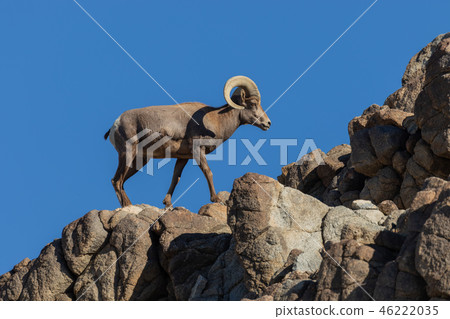 Desert bighorn sheep ram 46222035