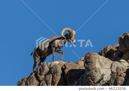 Desert bighorn sheep ram 46222036