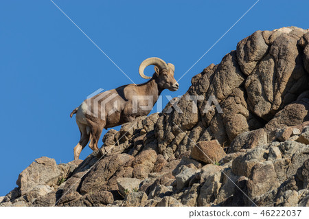 Desert bighorn sheep ram Desert bighorn sheep ram 46222037