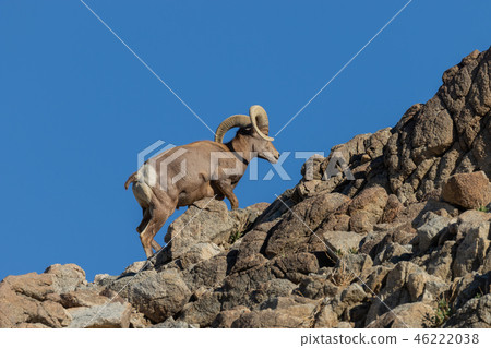 Desert bighorn sheep ram Desert bighorn sheep ram 46222038