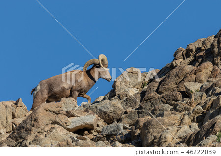 Desert bighorn sheep ram Desert bighorn sheep ram 46222039