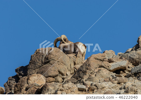 Desert bighorn sheep ram Desert bighorn sheep ram 46222040