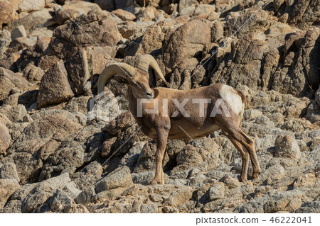 Desert bighorn sheep ram Desert bighorn sheep ram 46222041