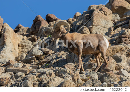 Desert bighorn sheep ram Desert bighorn sheep ram 46222042
