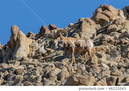 Desert bighorn sheep ram Desert bighorn sheep ram 46222043