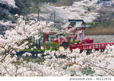 Mobara Park Cherry blossoms in full bloom (Mobara City, Chiba Prefecture) Spring 2018 Mobara Park Cherry blossoms in full bloom (Mobara City, Chiba Prefecture) Spring 2018 46222650