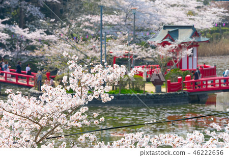 Mobara Park Cherry blossoms in full bloom (Mobara City, Chiba Prefecture) Spring 2018 Mobara Park Cherry blossoms in full bloom (Mobara City, Chiba Prefecture) Spring 2018 46222656